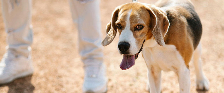 犬も日焼けする！強い日差しから皮膚や被毛を守る紫外線対策を紹介