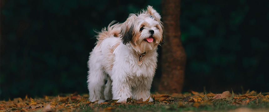 【要注意！】秋の散歩で犬が誤食しやすい植物は？注意点や対策を解説