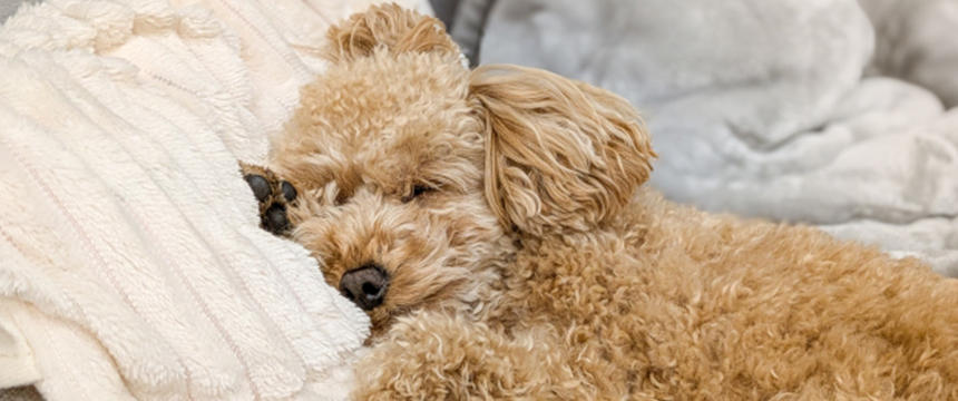 目指せ！旅行でリラックス。緊張しやすい犬のためのストレス緩和の栄養素