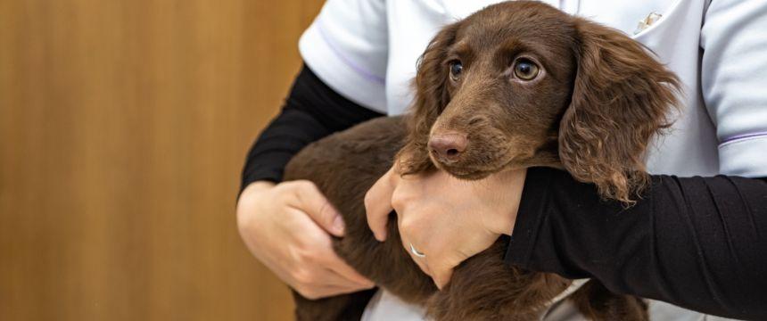 フィラリア予防の春から始めたい！犬と飼い主の肝臓ケアに役立つ季節の食材