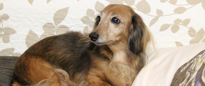 シニア犬の健康に低リンがいい理由｜トッピングで注意すべき食材も紹介