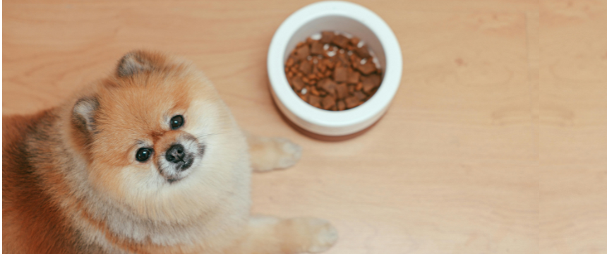 雨の日に元気付ける！犬の「香りごはん風トッピング」3選｜梅雨の食欲不振対策