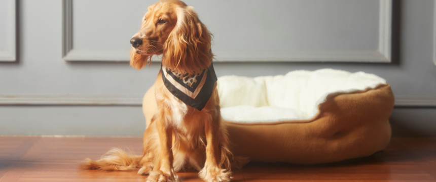 お散歩に行けない日が続いたら？運動不足＆食べすぎを防ぐ