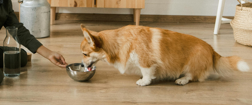 犬の熱中症対策に「塩分」は必要？正しい水分補給と注意したい誤解