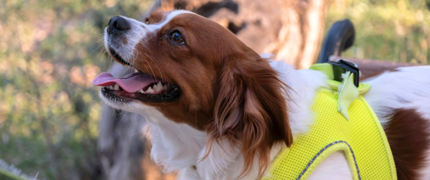 夏のハァハァは心臓に負担？犬の心臓を守る栄養ケア