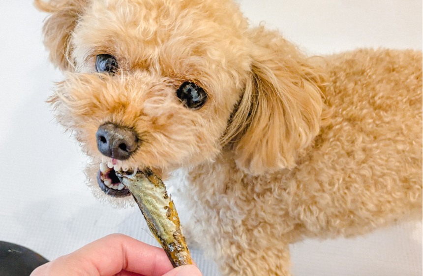 夏のケアに！青魚の栄養で夏バテ＆食欲不振を防ごう