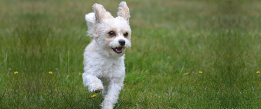未来につながる健康美とは？POCHI  ボディヘルスで作る理想的な体