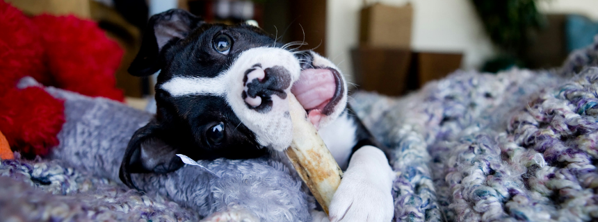 11月8日は「いい歯の日」｜犬のデンタルケアを考えるきっかけに