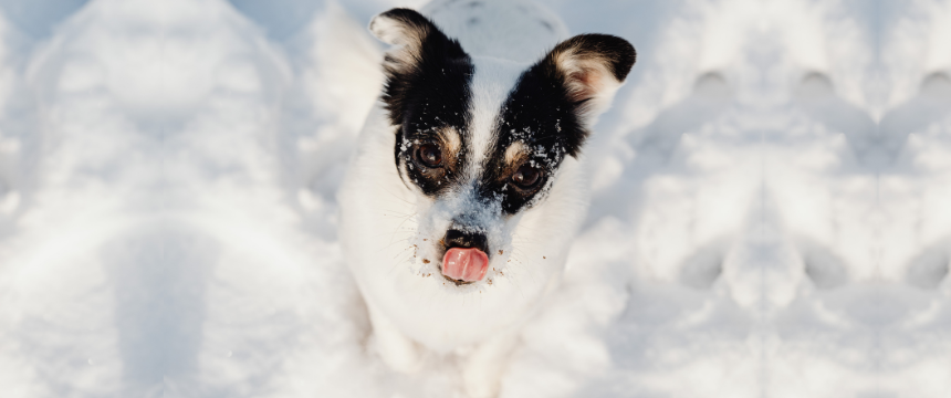 冬の定番「鍋」｜犬に与えていい食材・ダメな食材を管理栄養士が解説