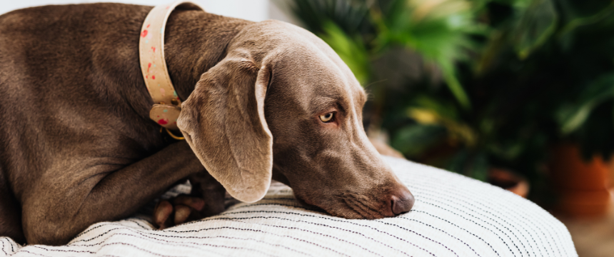犬も乾燥に悩む？冬に気をつけたい乾燥対策と水分補給の工夫