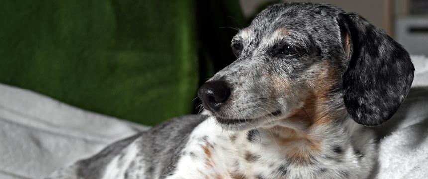 ビーツはシニア犬におすすめ？栄養素・効果・与え方を管理栄養士が解説