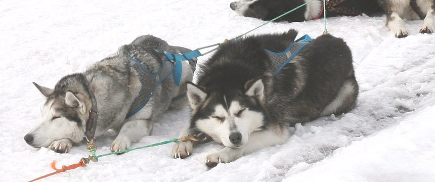 犬が人間の文化に与えた影響を考える。犬と人間の大冒険、犬ぞりの歴史