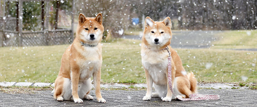 大好きな飼い主を守った2頭の忠犬の物語。播磨犬寺の物語を読む【#selfishな歴史犬聞録】