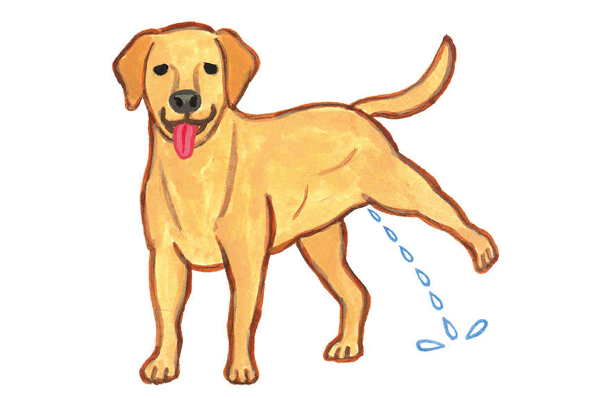 うちのコは大丈夫？犬のウンチとオシッコのチェックリスト《RETRIEVER + POCHI archive017》