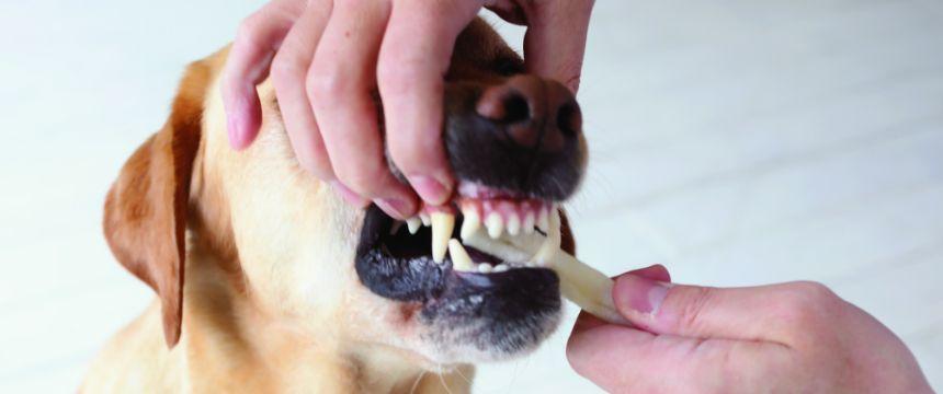 健康長寿の秘訣！歯磨きノウハウとコツ《RETRIEVER + POCHI archive020》