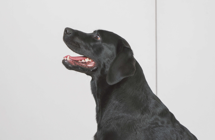 比べてビックリ！犬の嗅覚と人の嗅覚の