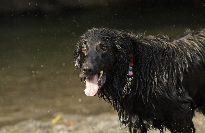 いつ、どんな状況で、どんな犬がより暑い？犬の暑さ、大解明！《RETRIEVER + POCHI archive029》