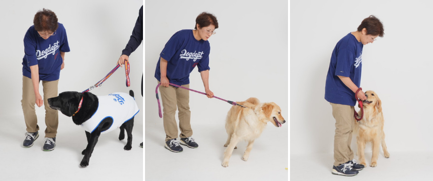 散歩拒否！飛びつき！拾い食い！犬の個性に合わせて悩みを解決《RETRIEVER + POCHI archive043》