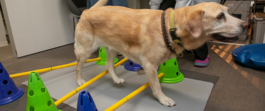 なぜか大型犬に多い手術必須の!?「前十字靭帯」損傷を知る -リハビリ編-《RETRIEVER + POCHI archive048》