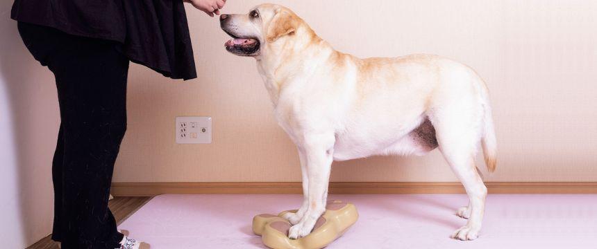 日々コツコツと行うことが大事！ゆがみ調整トレーニング《RETRIEVER + POCHI archive051》