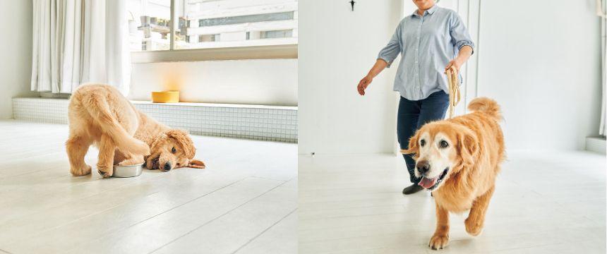 「引っ張り」、「興奮」、「吠え」の３大問題行動〜「引っ張り」編〜《RETRIEVER + POCHI archive054》