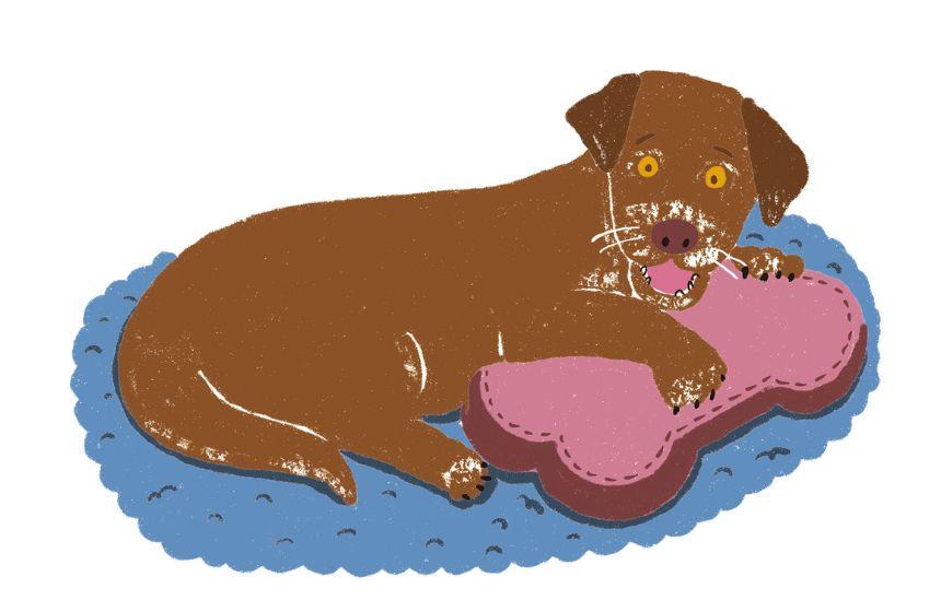 シニア犬の尊厳を保ち、最期までいいパートナーでいるために《RETRIEVER + POCHI archive058》