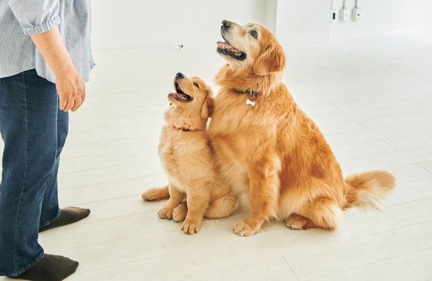 どうする？どうしてた？「引っ張り」「興奮」「吠え」の３大問題行動　〜「吠え」編〜《RETRIEVER + POCHI archive061》