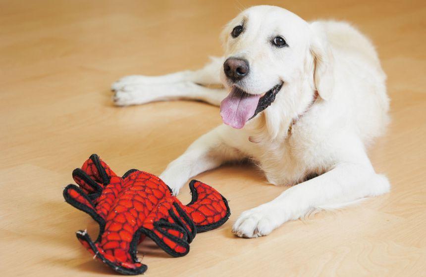 導き上手な飼い主になろう！〜観察上手 編〜《RETRIEVER + POCHI archive068》