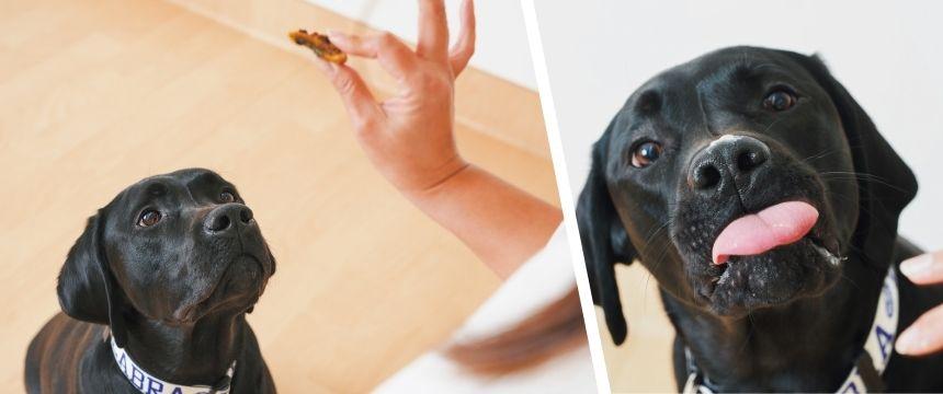 犬の「好き」を増やせるかはあなた次第！導き上手な飼い主になろう～オヤツ上手編～《RETRIEVER + POCHI archive072》