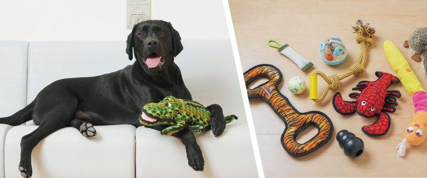 犬の「好き」を増やせるかはあなた次第！導き上手な飼い主になろう～遊び上手編〜《RETRIEVER + POCHI archive075》