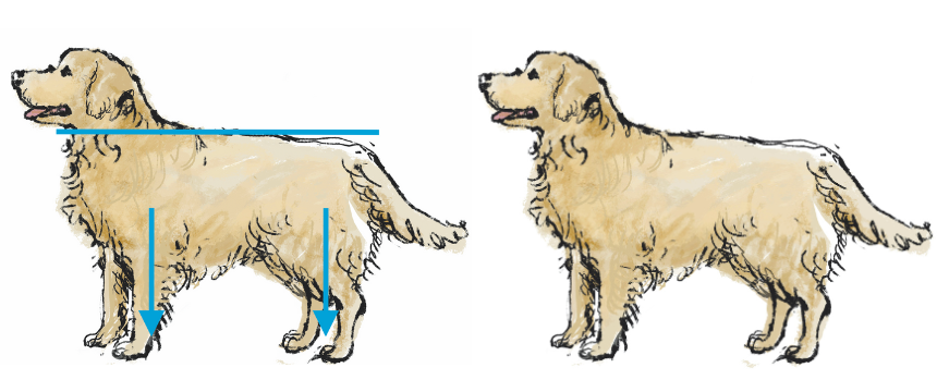 正しい姿勢を知ればゆがみがわかる！ そもそも、ゆがみって何？《RETRIEVER + POCHI archive046》