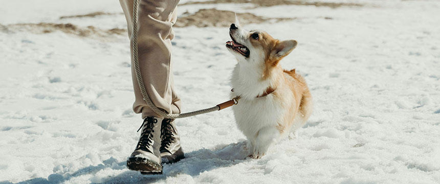 結局、どれがベスト？シニア犬のための関節ケア成分を解説します