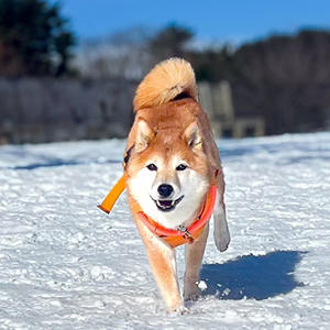 雪さえあれば最高の笑顔が見られます。