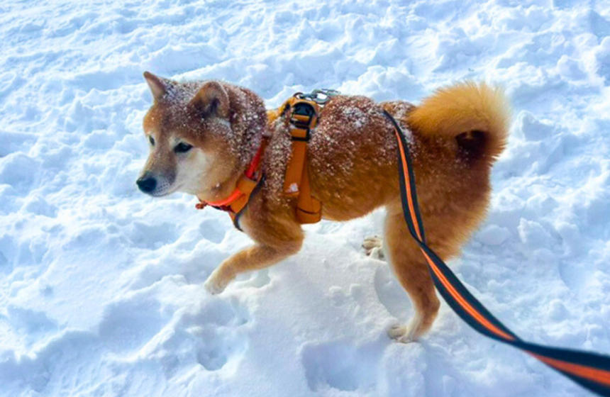 ふわふわの雪で、まるで揚げパンみたいになった柴犬さん。食べちゃうぞ。