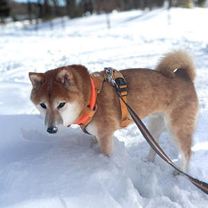 雪が深いと気づいて、ちょっとテンションダウン。