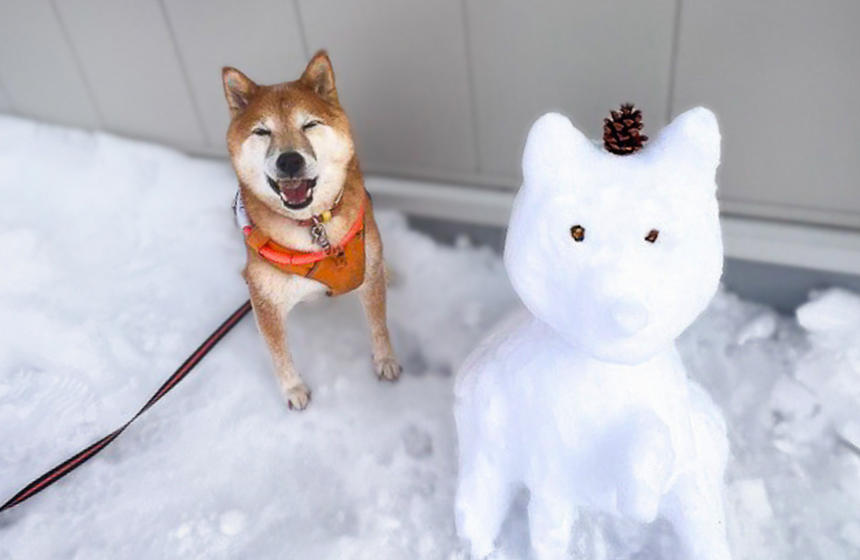 柴犬も雪犬だるまもかわいい！
