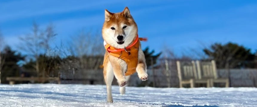 シニアっ子も思わずはしゃぐ雪遊び〜柴犬あるある・雪国の旅行編～