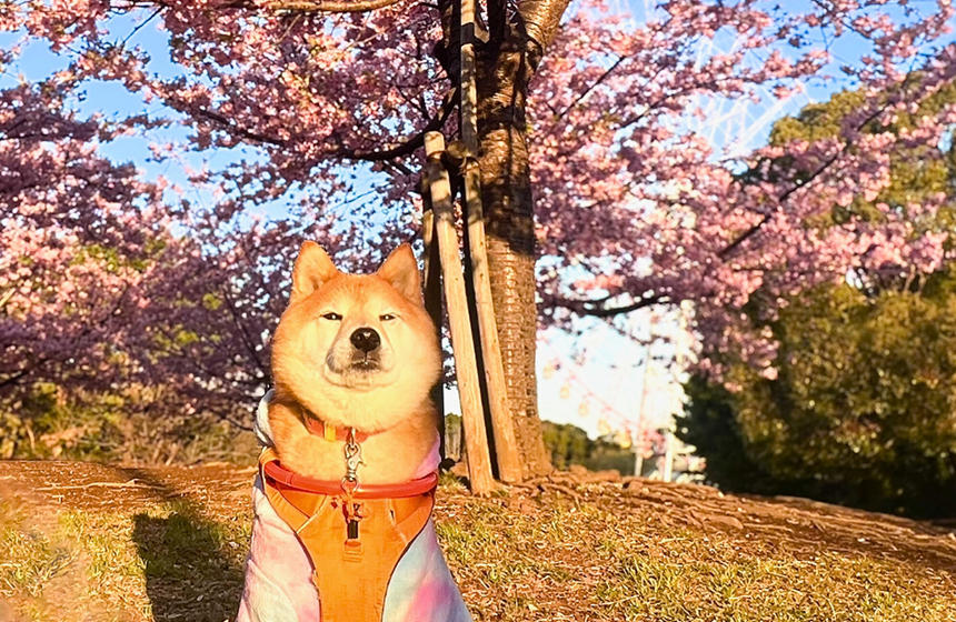 虚無顔にまぶしい顔がプラスされて、チベットスナギツネ感が増すことも。