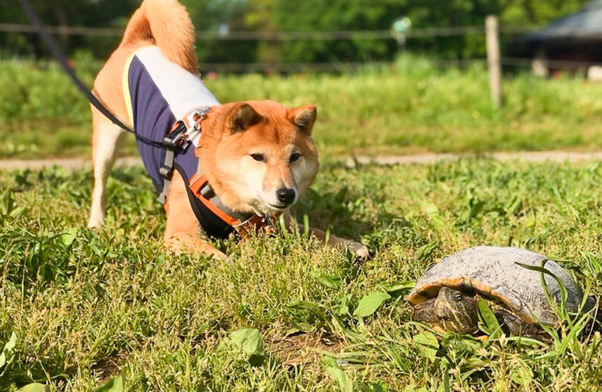 よく見ると若干腰がひけていますが、亀さんが気になる気持ちは止められないようです。