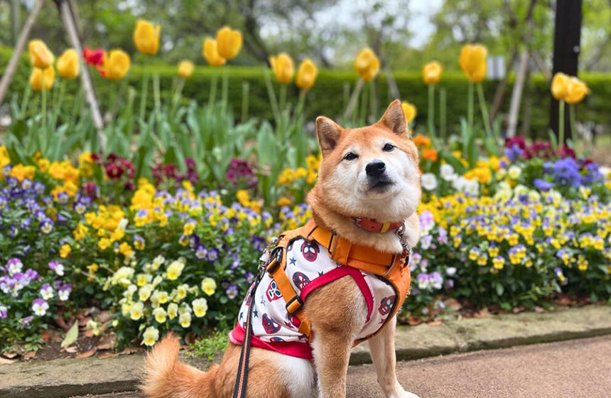 虚無顔の柴犬に、春らしいポップなカラーのお花を添えて。