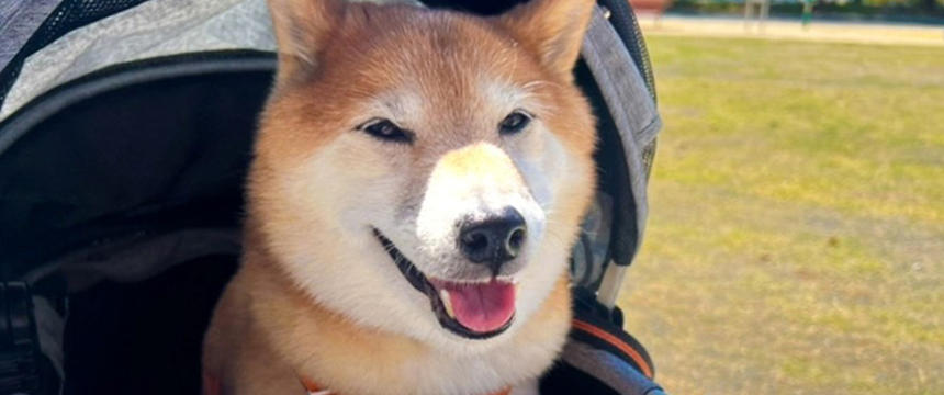 目指せ！お元気シニア犬〜柴犬あるある・予防の春は試練の季節編～