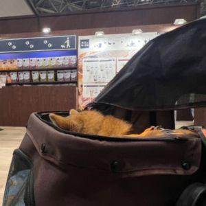 声がかかるたび小さくなって、最後はカートの中にすっぽり。