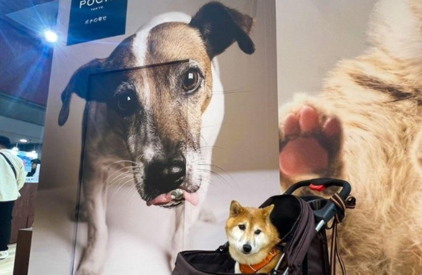 壁のモデル犬さんと目が合わせられないシャイボーイ。