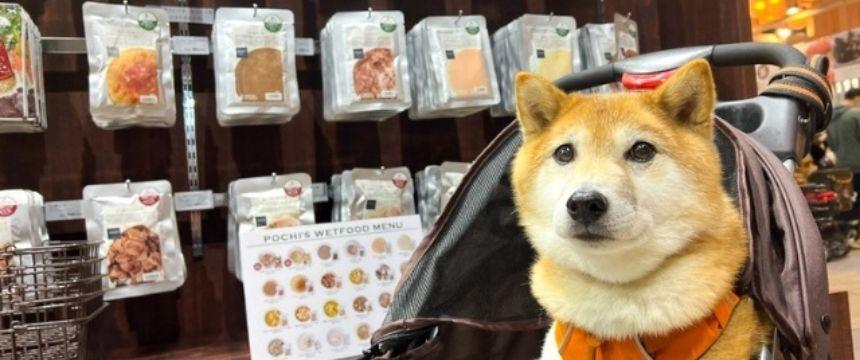 インターペットに行ってきた！〜柴犬あるある・イベント会場で忍者化編～