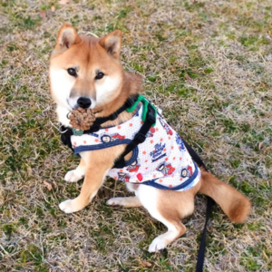 今から10年前、松ぼっくりコレクター時代のドヤ顔。