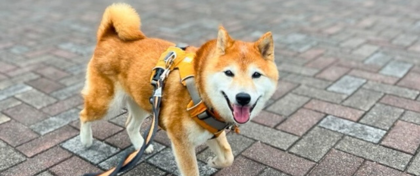 年齢に合わせてアップデート？〜柴犬あるある・お散歩犬生レベルアップ編～