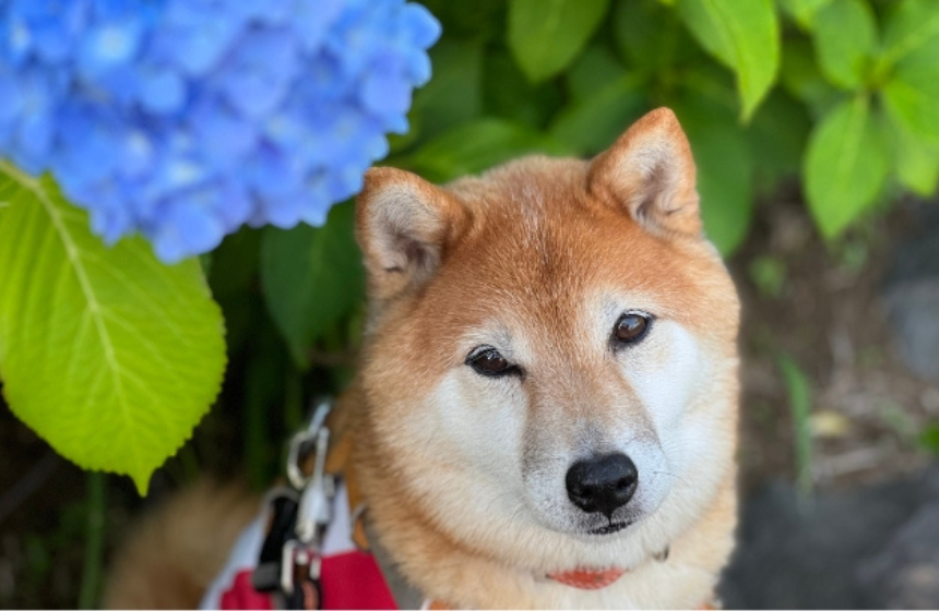 雨の日散歩は十柴十色〜柴犬あるある・それでも会うのは柴ばかり編～