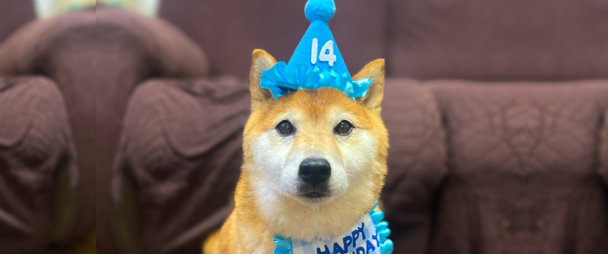 14歳になりました！〜柴犬あるある・お誕生日のお祝い編～
