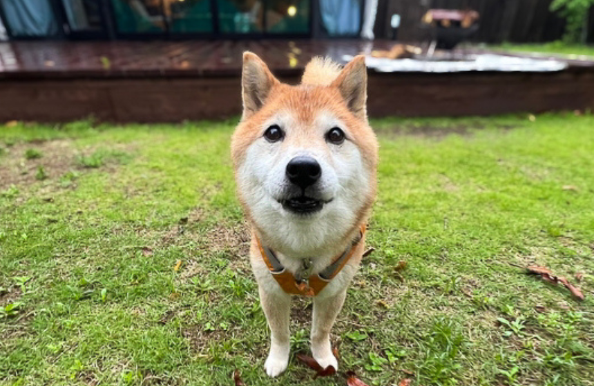 小雨でも気にせず、何度も飼い主を追いかけっこに誘っていました。楽しかったね。