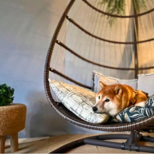 テントにあったハンモックチェアーがお気に入り。